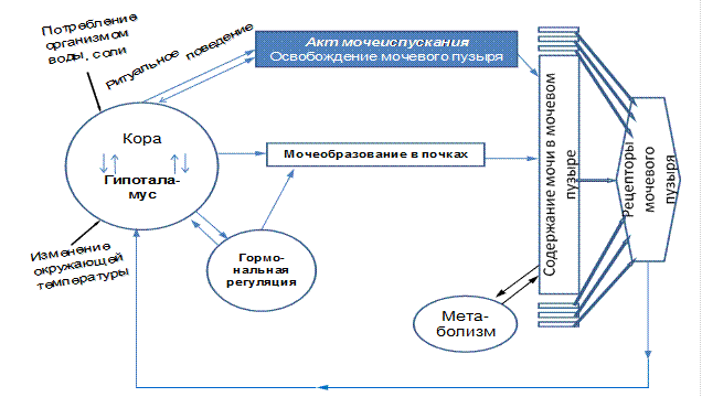 Cхема функциональной системы, обеспечивающей выделение мочи из организма - student2.ru