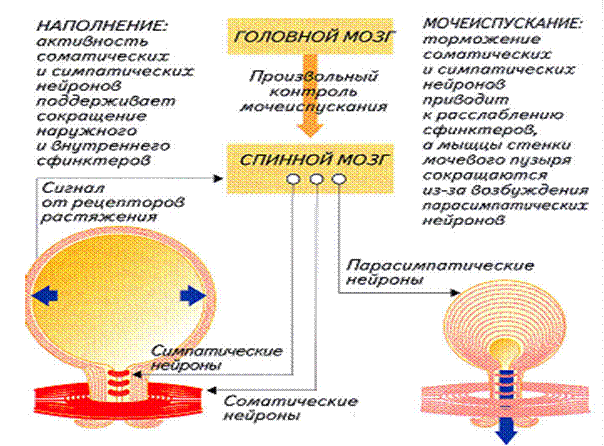 Cхема функциональной системы, обеспечивающей выделение мочи из организма - student2.ru