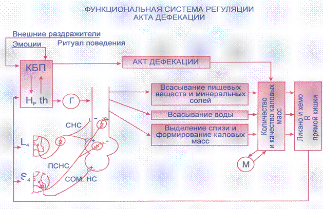 Cхема функциональной системы, обеспечивающей выделение мочи из организма - student2.ru