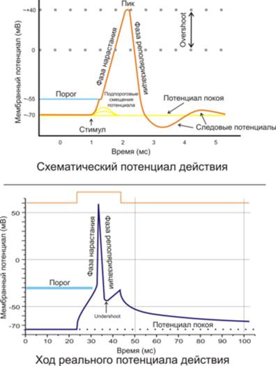 Д) Возбудимость при возбуждении - student2.ru