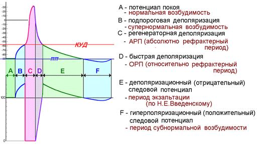 Д) Возбудимость при возбуждении - student2.ru