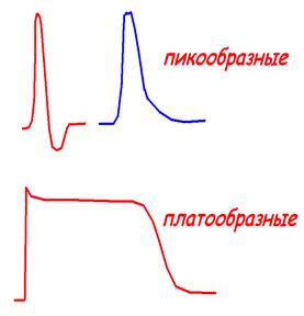 Д) Возбудимость при возбуждении - student2.ru