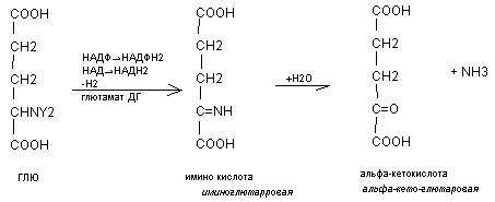 Дезаминирование аминокислот - student2.ru