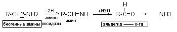Дезаминирование аминокислот - student2.ru