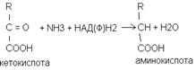 Дезаминирование аминокислот - student2.ru