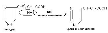 Дезаминирование аминокислот - student2.ru