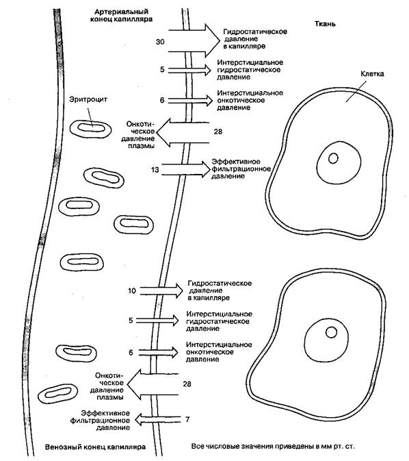 Диффузия через эндотелий капилляров - student2.ru