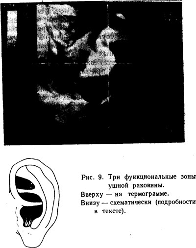 Динамика развития элементов ушной раковины в зависимости от возраста и размеров эмбриона - student2.ru