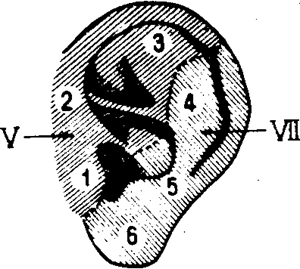 Динамика развития элементов ушной раковины в зависимости от возраста и размеров эмбриона - student2.ru