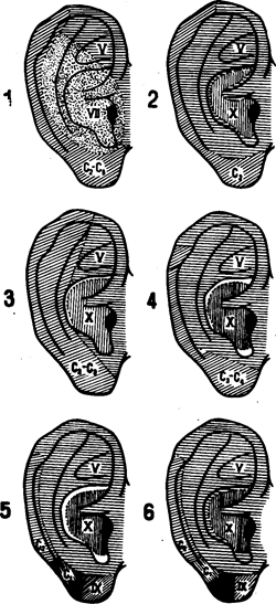 Динамика развития элементов ушной раковины в зависимости от возраста и размеров эмбриона - student2.ru