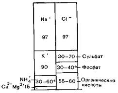 Дистальный изогнутый каналец и собирательные трубочки - student2.ru