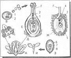 Двойное оплодотворение у цветковых растений - student2.ru