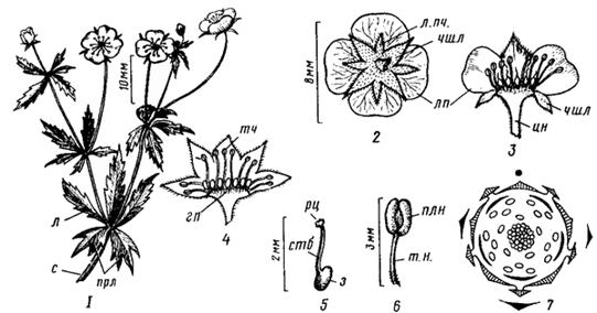 Семейство Розоцветные – Rosaceae - student2.ru