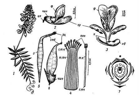 Семейство Бобовые – Fabaceae - student2.ru