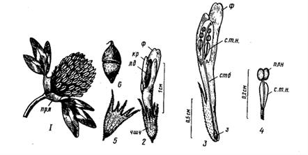 Семейство Бобовые – Fabaceae - student2.ru