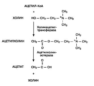 Фармакология лекарственных средств, влияющих на холинергические синапсы - student2.ru