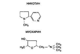 Фармакология лекарственных средств, влияющих на холинергические синапсы - student2.ru