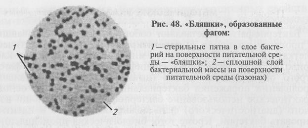 ферментативные (биохимические) свойства и принципы идентификации микроорганизмов - student2.ru