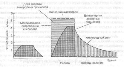 физиологическая характеристика стандартных циклических и ациклических движений - student2.ru