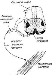 Физиологическая основа - student2.ru