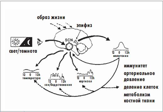 Физиологическая роль эпифиза - student2.ru