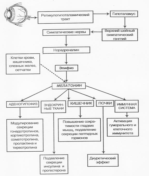 Физиологическая роль эпифиза - student2.ru