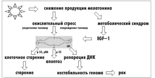 Физиологическая роль эпифиза - student2.ru