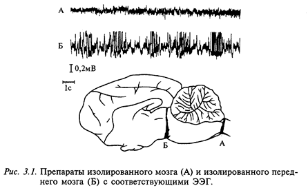 физиологические механизмы сна - student2.ru