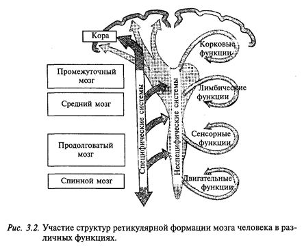 физиологические механизмы сна - student2.ru