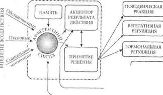 Физиологические основы эмоций - student2.ru