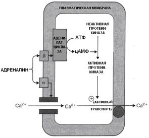 Физиологические эффекты катехоламинов в зависимости от типа адренорецепторов - student2.ru