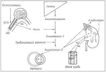 Физиологические эффекты катехоламинов в зависимости от типа адренорецепторов - student2.ru