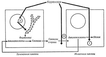 Физиологические эффекты катехоламинов в зависимости от типа адренорецепторов - student2.ru