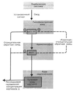 Физиологические эффекты катехоламинов в зависимости от типа адренорецепторов - student2.ru