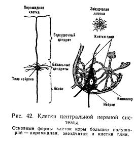 физиология центральной нервной системы - student2.ru
