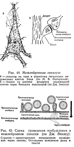 физиология центральной нервной системы - student2.ru