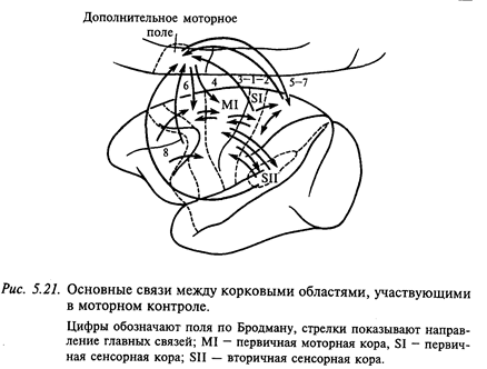 Физиология нисходящих путей от коры больших полушарий - student2.ru