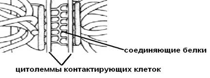 физиология с основами анатомии - student2.ru