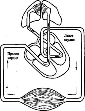 Физиология сердечной мышцы - student2.ru