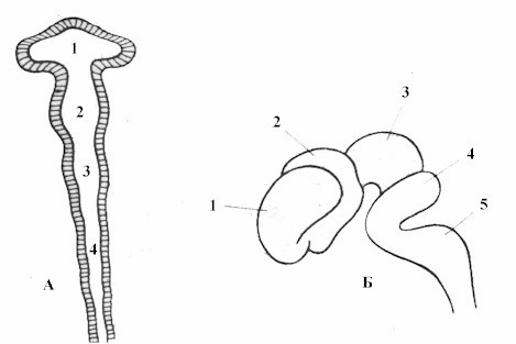 Схема развития головного мозга