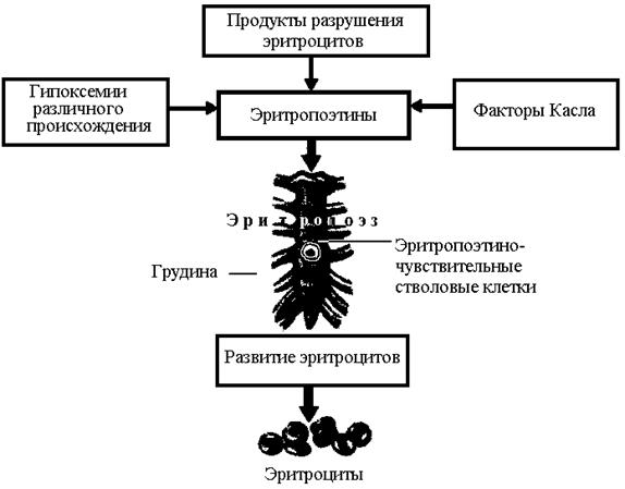 физиология эритроцитов - student2.ru