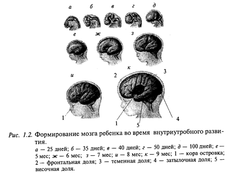 формирование мозга от момента оплодотворения до рождения - student2.ru