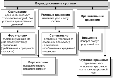 Функции мышечной ткани: (1) - student2.ru