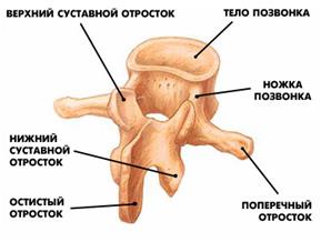 Функции мышечной ткани: (1) - student2.ru