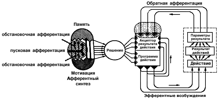 Функциональная система как физиологическая основа поведения - student2.ru