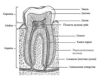 функциональные особенности тканей зуба - student2.ru