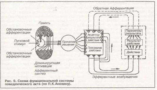 функциональные системы - student2.ru