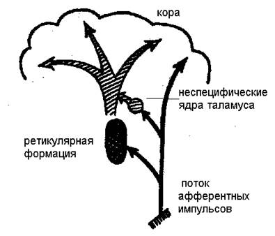 Функциональные состояния мозга - student2.ru