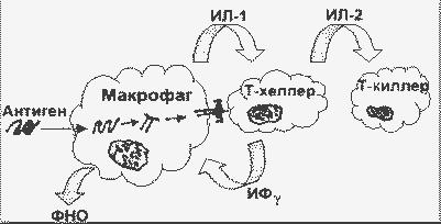 г. реакция типа iy (патологические иммунные реакции, обусловленные клетками) - student2.ru