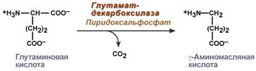 гамма-аминомасляная кислота - student2.ru